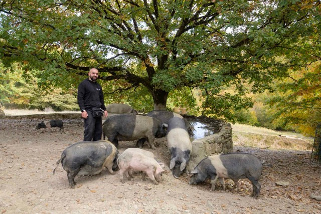Io, il Bosco, e i Miei Suini Neri: Una Vita Allo Stato Brado