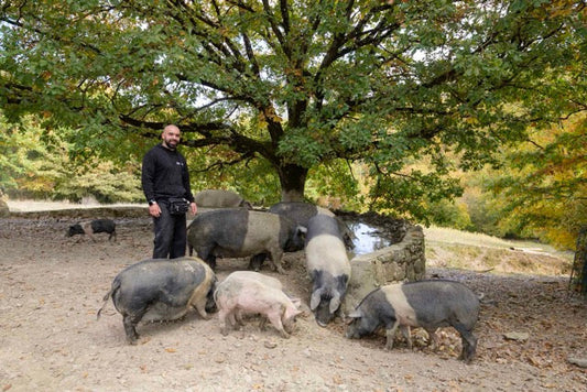 Io, il Bosco, e i Miei Suini Neri: Una Vita Allo Stato Brado