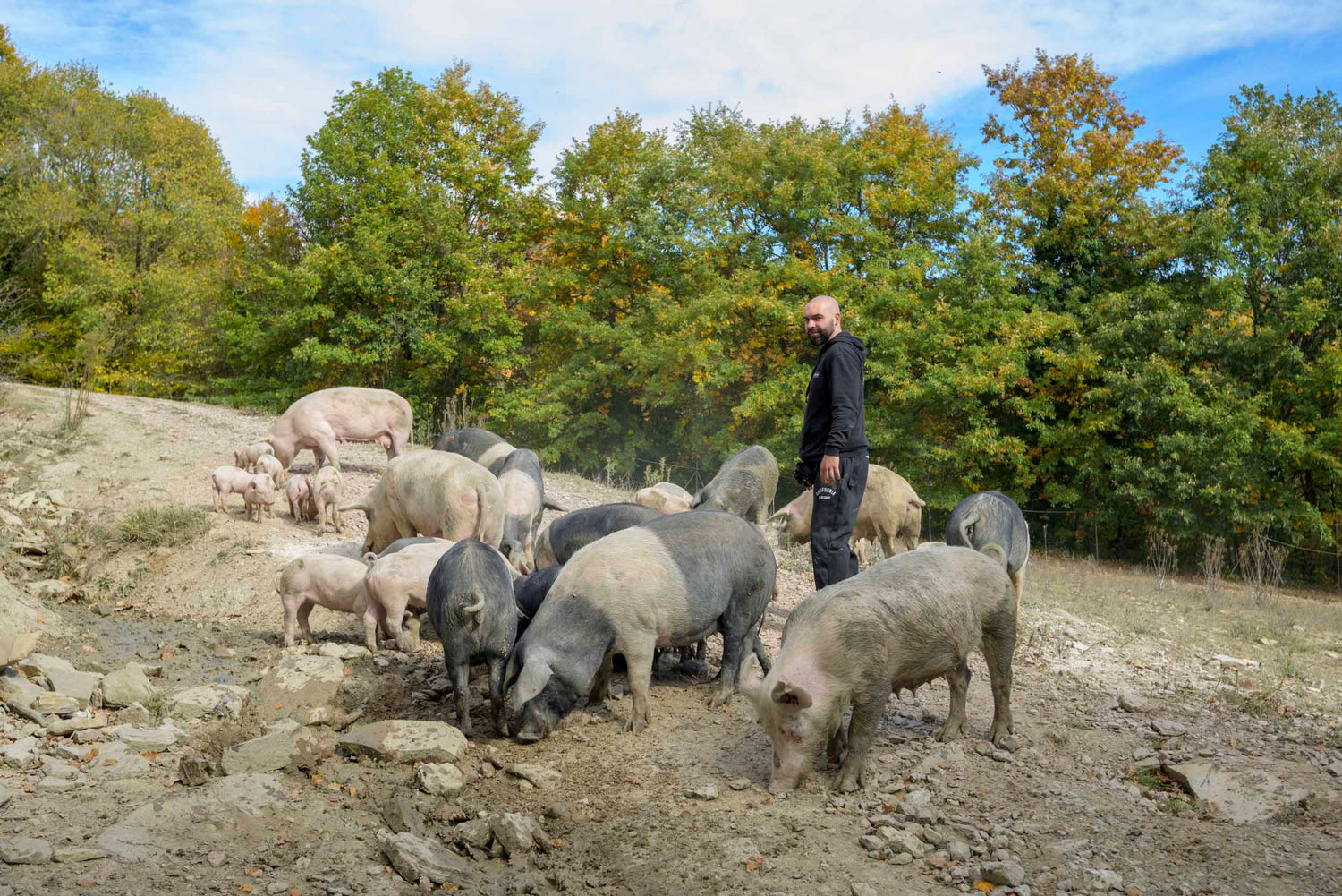carlo pretone tognoloni con i maiali neri allo stato brado